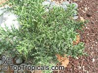 Euphorbia stenoclada, Silver Thicket