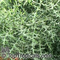 Euphorbia stenoclada, Silver Thicket