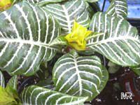 Aphelandra squarrosa, Zebra Plant Aphelandra squarrosa, Zebra Plant