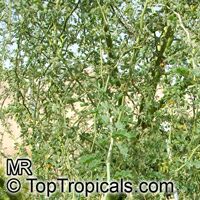 Parkinsonia sp., Palo Verde