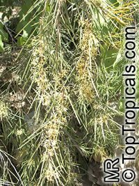 Hakea tephrosperma, Hooked Needlewood, Small-fruit Hakea