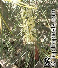 Hakea tephrosperma, Hooked Needlewood, Small-fruit Hakea