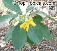 Hymenosporum flavum, Native Frangipani, Queensland Frangipani, Sweet Cheesewood, Sweetshade