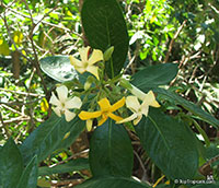 Hymenosporum flavum, Native Frangipani, Queensland Frangipani, Sweet Cheesewood, Sweetshade