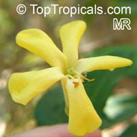 Hymenosporum flavum, Native Frangipani, Queensland Frangipani, Sweet Cheesewood, Sweetshade