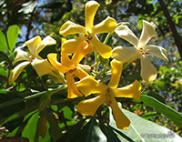 Hymenosporum flavum, Native Frangipani, Queensland Frangipani, Sweet Cheesewood, Sweetshade