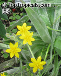 Hypoxis villosa, Golden Winter Star