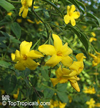 Jasminum humile - Italian jasmine

Click to see full-size image