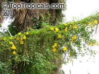 Macfadyena unguis-cati, Doxantha unguis-cati, Bignonia tweediana, Cat's Claw