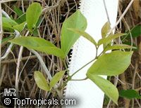 Macfadyena unguis-cati, Doxantha unguis-cati, Bignonia tweediana, Cat's Claw