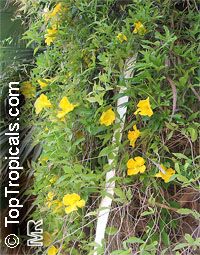 Macfadyena unguis-cati, Doxantha unguis-cati, Bignonia tweediana, Cat's Claw