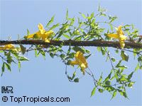 Macfadyena unguis-cati, Doxantha unguis-cati, Bignonia tweediana, Cat's Claw