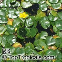 Nymphoides peltata