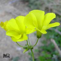 Oxalis sp., Shamrock, Wood Sorrel