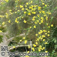 Parkinsonia sp., Palo Verde