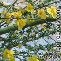 Parkinsonia sp., Palo Verde