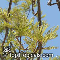 Peltophorum africanum, African Wattle, Weeping Wattle