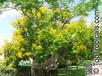 Peltophorum pterocarpum, Caesalpinia ferruginea, Caesalpinia inermis, Inga pterocarpum, Peltophorum inerme, Golden Flamboyante, Yellow Flame Tree, Yellow Poinciana, Copper pod tree, Copperpod