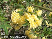 Rosa banksiae Lutea, Double Yellow Lady Banks Rose