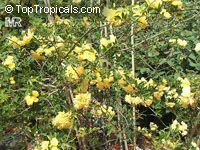 Rosa banksiae Lutea, Double Yellow Lady Banks Rose