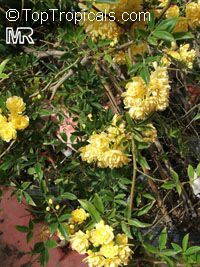 Rosa banksiae Lutea, Double Yellow Lady Banks Rose