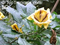 Solandra maxima, Solandra hartwegii, Solandra selerae, Butter Cup, Gold Cup, Chalice Vine, Cup-of-Gold, Trumpet Plant