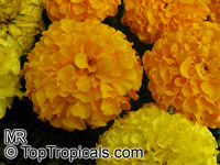 Tagetes sp., Marigold