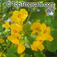 Tipuana tipu, Tipuana speciosa, Machaerium tipu, Machaerium fertile, Yellow jacaranda, Rosewood, Tipu tree, Pride of Bolivia, Racehorse tree, Yellow jacaranda, Mtipia