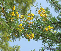 Acacia arabica - seeds

Click to see full-size image
