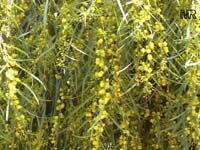 Acacia saligna, Golden wattle, Long-leaved wattle, long-leaved acacia, sallow wattle, coast wattle, golden rods
