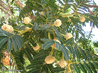 Acacia sieberiana, Paperbark Thorn