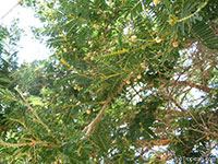 Acacia sieberiana, Paperbark Thorn