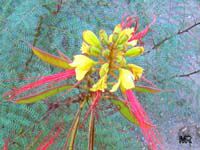 Caesalpinia gillesii, Poinciana gilliesii Caesalpinia gillesii, Poinciana gilliesii
