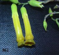 Nicotiana sp., Flowering tobacco Nicotiana sp., Flowering tobacco