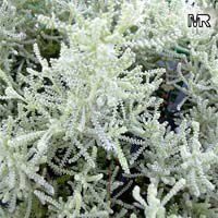 Santolina chamaecyparissus, Lavender Cotton