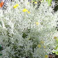 Santolina chamaecyparissus, Lavender Cotton