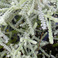 Santolina chamaecyparissus, Lavender Cotton