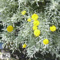 Santolina chamaecyparissus, Lavender Cotton