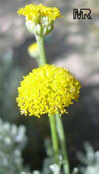 Santolina chamaecyparissus, Lavender Cotton