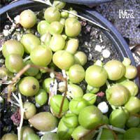 Senecio rowleyanus, String of peas, String of pearls