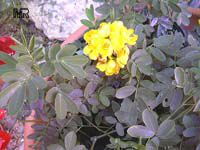 Senna pendula, Christmas senna