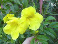 Tecoma stans, Bignonia stans, Yellow Elder, Yellow Bells Tecoma stans, Bignonia stans, Yellow Elder, Yellow Bells
