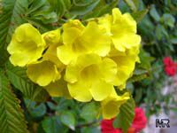 Tecoma stans, Bignonia stans, Yellow Elder, Yellow Bells Tecoma stans, Bignonia stans, Yellow Elder, Yellow Bells