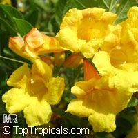 Tecoma stans, Bignonia stans, Yellow Elder, Yellow Bells Tecoma stans, Bignonia stans, Yellow Elder, Yellow Bells