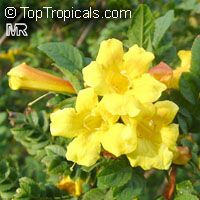 Tecoma stans, Bignonia stans, Yellow Elder, Yellow Bells Tecoma stans, Bignonia stans, Yellow Elder, Yellow Bells