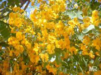 Tipuana tipu, Tipuana speciosa, Machaerium tipu, Machaerium fertile, Yellow jacaranda, Rosewood, Tipu tree, Pride of Bolivia, Racehorse tree, Yellow jacaranda, Mtipia