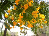 Tipuana tipu, Tipuana speciosa, Machaerium tipu, Machaerium fertile, Yellow jacaranda, Rosewood, Tipu tree, Pride of Bolivia, Racehorse tree, Yellow jacaranda, Mtipia