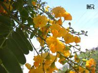 Tipuana tipu, Tipuana speciosa, Machaerium tipu, Machaerium fertile, Yellow jacaranda, Rosewood, Tipu tree, Pride of Bolivia, Racehorse tree, Yellow jacaranda, Mtipia