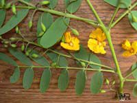 Tipuana tipu, Tipuana speciosa, Machaerium tipu, Machaerium fertile, Yellow jacaranda, Rosewood, Tipu tree, Pride of Bolivia, Racehorse tree, Yellow jacaranda, Mtipia