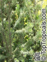 Adenanthos sericeus, Coastal Woolly Bush